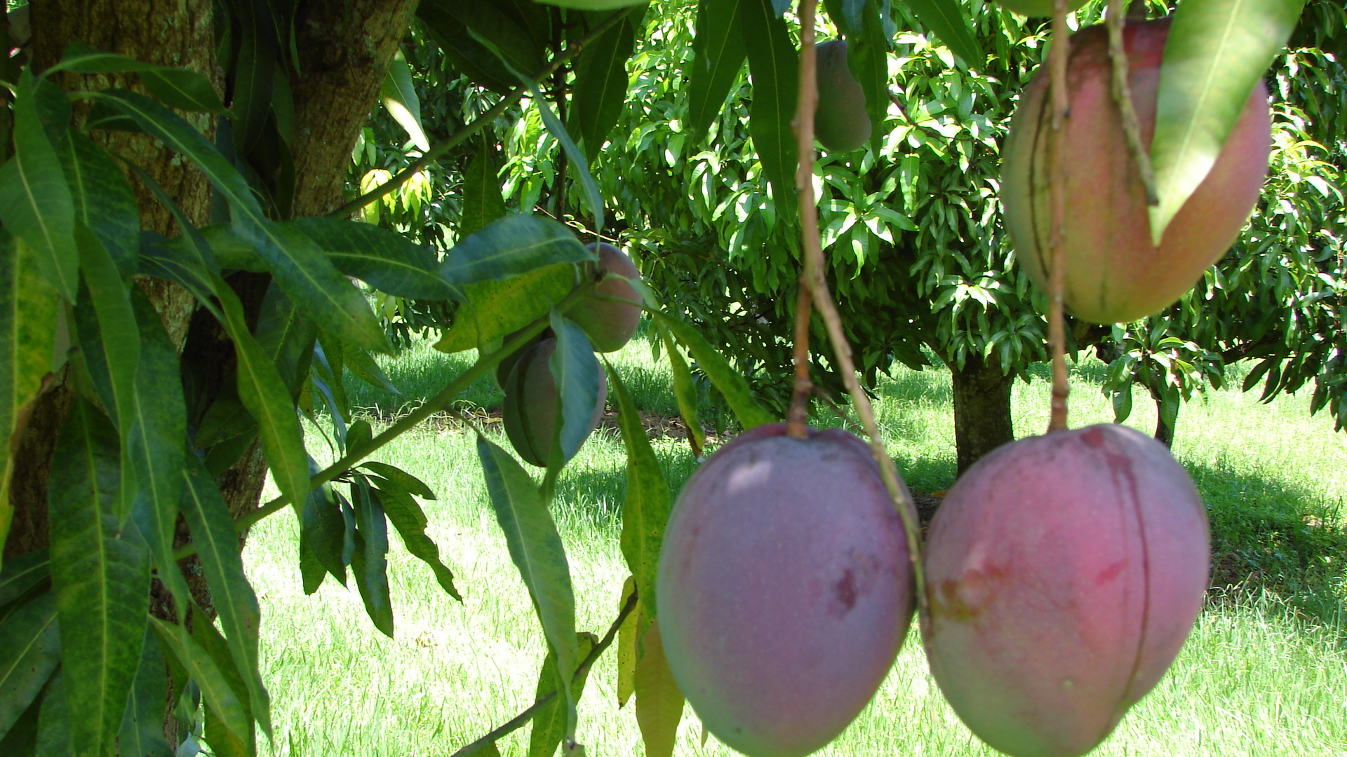 MANGO - Tropical fruit Florida